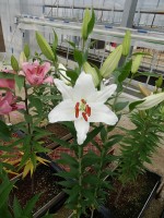 [4657 DJ OR-05 No01.JPG]